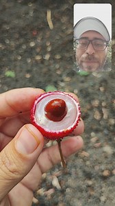 Lichis fruta, Litchi, lichi, lechias, litche, 𝐿𝑖𝑡𝑐ℎ𝑖 𝑐ℎ𝑖𝑛𝑒𝑛𝑠𝑖𝑠 #litchi #frutas #fruta #frutaexotica En este video doy a conocer la fruta del litche, litchi o lichi de nombre cientifico Litchi chinensis, es un video explicando su sabor, apariencia, aroma y otros datos interesantes sobre la toxicidad de esta fruta y la apariencia del árbol. | Frutas y Plantas Exóticas