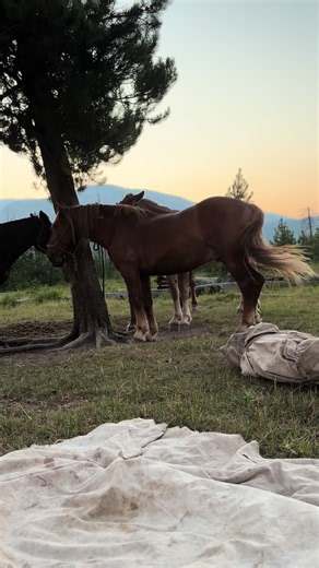 Mules Packing for Camp: Evening Camp Mule Packing Tips