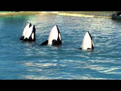 Orques et dauphins de Marineland Antibes