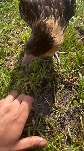 1.4M views · 27K reactions | A inteligência e versatilidade desses animais é sempre algo surpreendente! Apenas observando, eles são capazes de aprender uma infinidade de coisas! #carcara #animais | Biólogo George Xavier | Facebook