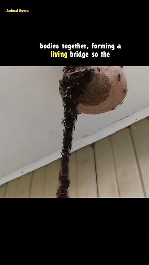 Army Ants Build a Living Bridge 🐜😳