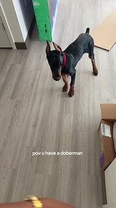 POV: You Have a Doberman