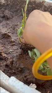 🌱How To Grow Purslane Plant From Cuttings 🪴🌸🥰🧑‍🌾|#homegarding #ytshotstrending