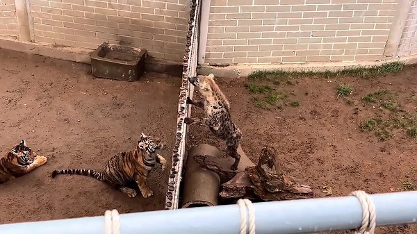 Tiger leaps over zoo barrier to attack hyena in neighbouring pen at Chinese zoo