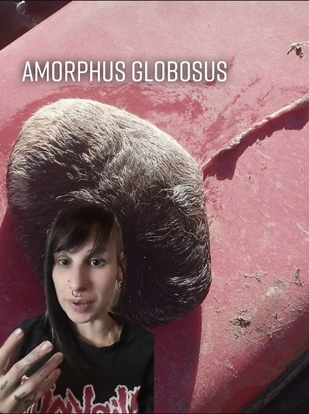 Mysterious Amorphous Globosus: Unraveling the Truth Behind This Bizarre Phenomenon