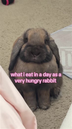 A Day in the Life of a Hungry Holland Lop Rabbit