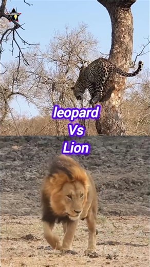 🔥 Lion vs Leopard 🐆🦁