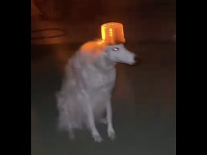 Siren dog meme 원곡