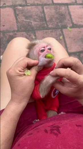Benny the monkey ate too much, his mother had to help him get food.