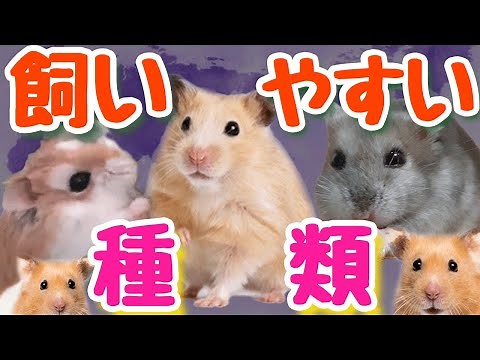 Hamster breeds that are easy to keep and tips for raising them