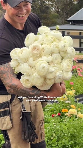 We grew extra white ranunculus this season and honestly, they’ve been pure magic. Buckets of blooms and layers upon layers of soft, ruffled petals. 🤍 If you’ve been thinking about adding these to your patch next season, this is your sign. You’ll fall in love with them just like we have. ✨ | Little Lyndoch Flower Farm