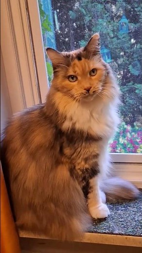 🐈 Alte dreifarbige Calico Maine Coon Glückskatze immer noch verspielt 🐈