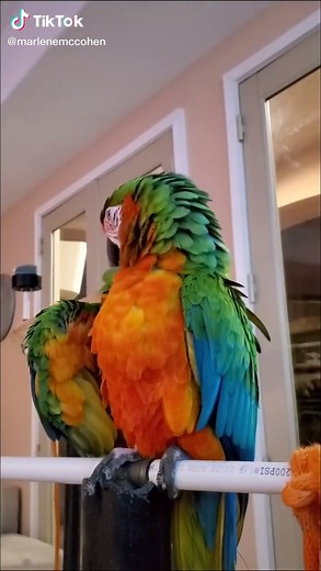 Marlene McCohen's Talking Macaw Bird at Home