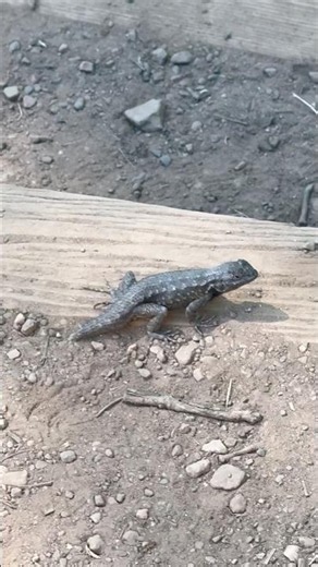 A “Blue-Belly” western fence lizard scurries along the trail stairs. #americanwildlife #lizard #pnw