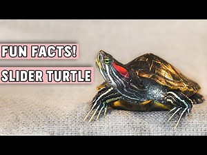 11 Fun Facts of Red Eared Slider Turtle to Keep as Pet