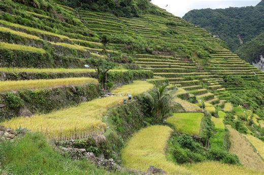 How mountain terraces have helped Indigenous peoples live with climate uncertainty