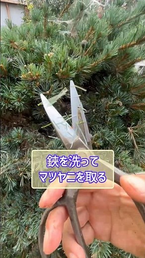 何度も鋏に付いたマツヤニを洗いながら五葉松を剪定#庭師 #造園