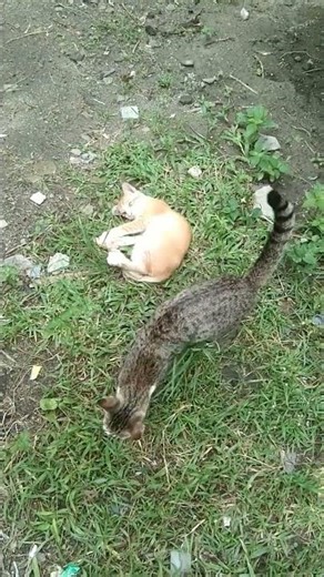 Seyna and oyen are joking#kitten #funny cats#cat