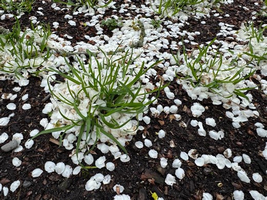 What to expect in April around the Pacific Northwest