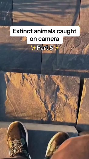 Extinct animals caught on camera 🦈🌏 #animals #clip #fyp #foryou #fypシ