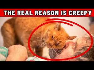 Your Cat’s Weirdest Behavior Has a Dark Origin...