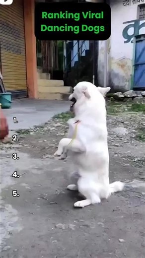 Ranking viral dancing dogs and the winner is hilarious