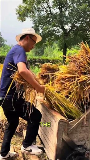 the beautiful scenery in the countryside, the rice plants are growing well, the air is still cool