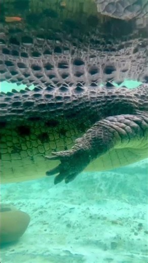 Happy Maximo Monday and World Oceans Day!