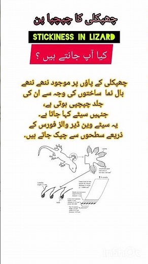 How Lizard climbs on Wall