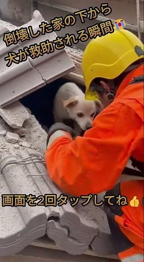 【感動】崩壊した家の下から犬を救助…スマホで撮られた本当の現場 #救助 #犬 #災害 #感動 #奇跡 #レスキュー #スマホ撮影 #実際の映像