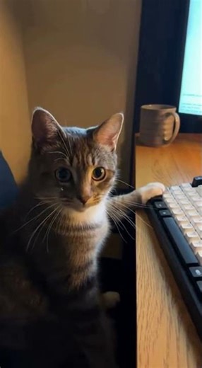 Caught My Cat USING THE COMPUTER… What Is This?!2 #cat #caughtoncamera #keyboardcat #viralshorts