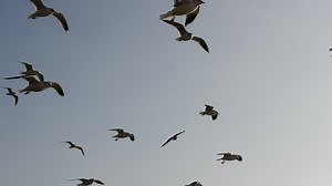 Seagulls flying against the wind - Free Stock Video
