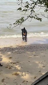 Counting down the days until it’s beach weather again! 🐶 🥰 ❤️ #rottweilerworld #rottweilerlife #rottweilersofinstagram #rottweiler #animallover #adorablepuppies #rottiepuppy #rottweilerpuppy #puppies #babyanimals #animalsofinstagram #trendingnow #trendingreels #trending #trend #trendingvideos #trendingpost #animals #cuteanimals #cute #cutepuppyvideos #cutepuppies #cutepets #fypシ゚ #foryou #foryoupage #fypシ゚viral #adorable #puppylove #foryouシ | Of The Saints Rottweilers