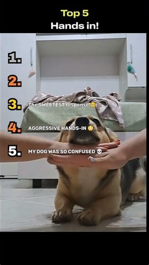 Top 5 'Hands In' Dog Reactions (Wait for The Frenchie) 😂 #top5 #cutepets #cuteanimals #pets #cutedog