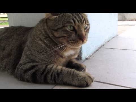 Big tabby grey tiger cat