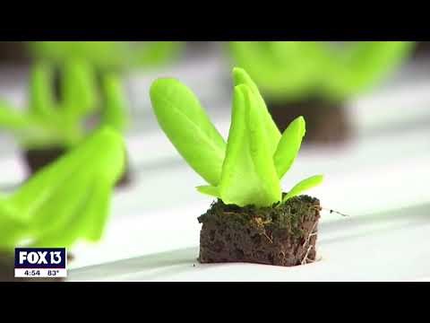 Shipping container farming - A look inside Thrive Containers