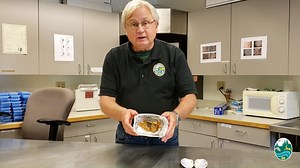 4.3K views · 75 reactions | WDFW Coastal Shellfish Manager, Dan Ayres, gives us a behind-the-scenes look at how we monitor the overall health of razor clams in Washington. | Washington Department of Fish & Wildlife | Facebook
