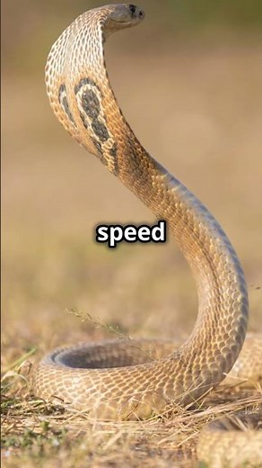 Black Mamba: Africa's Speed Demon Snake!