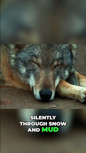 Wolves: Stealthy Paws, Wild Colors, and Amazing Swimming Skills! #shorts