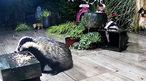 7.5K views · 1.5K reactions | Bracken and cub Tufty arriving together. Bracken won’t share now that the cubs are bigger and Tufty needed a little telling off 說說❤️ | Mr Lumpy & Friends. | Facebook