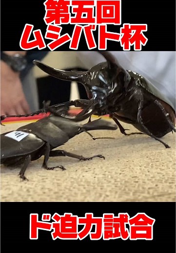 クワガタ相撲大会 第五回ムシバト杯 スラウェシオオヒラタVSアトラスオオカブト #shortvideo #リアルムシキング #ムシバト杯