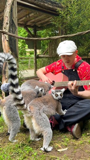 I was surrounded by the end 😁❤️‍🩹 🎛️ Mix by Robthedrums Merci Zoo d'Amnéville pour l’accueil 🫶 #animal #animals #lemur #lemurs | Plumes