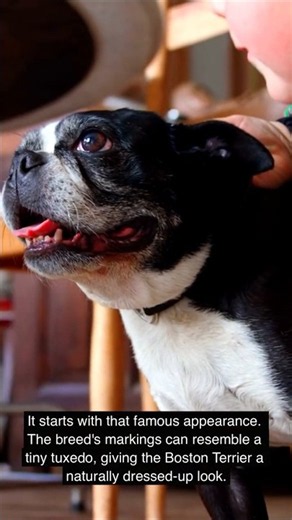 Why Is the Boston Terrier Called the “American Gentleman?