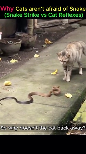 Why Cats aren’t afraid of Snake (Snake Strike vs Cat reflex)