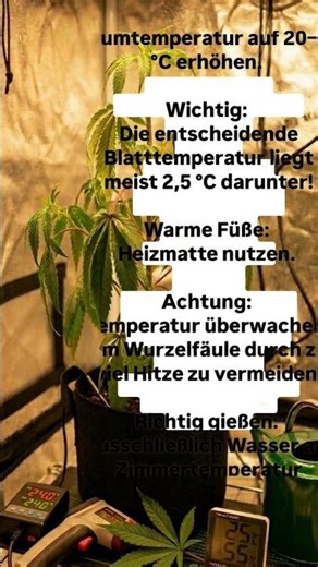 🥶❄️Growth stoppage? Purple stems? It's not always genetics – often it's pure cold stress.