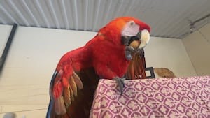 Eastern Ontario parrot rescue launches pilot project to address growing crisis