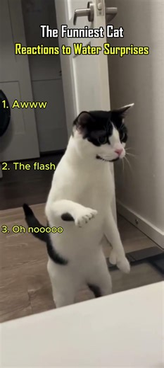 The Funniest Cat Reactions to Water Surprises