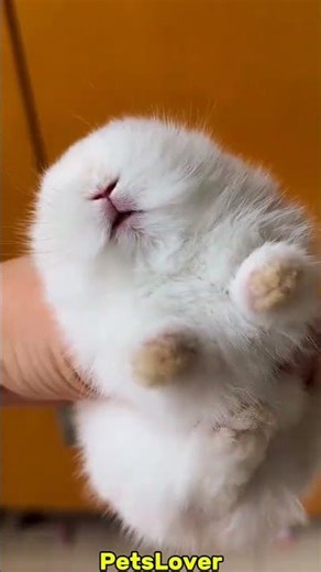Why My Baby Is Crying #rabbit #crying #bunny #pets #petcare #petvideos #animals #shorts