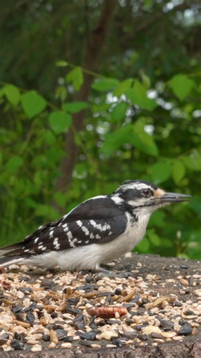 Downy vs. Hairy Woodpecker #cattv #birdwatching #birds