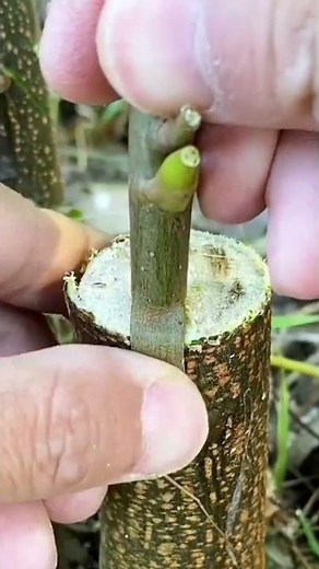 the process of patching tree bark that has been deliberately gouged out simply and quickly